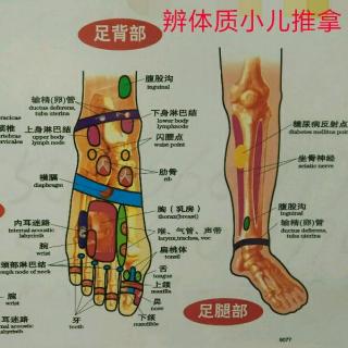 第六节  中  穴位