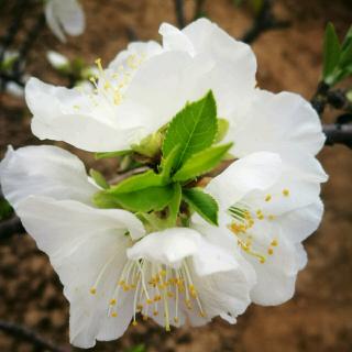 白色山茶花