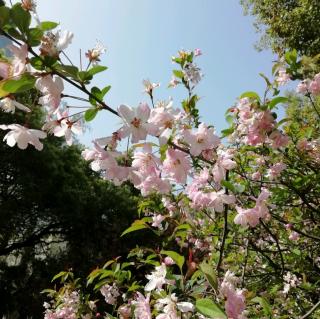 今日花朝:《满井游记》