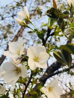 生命之书．六月一日