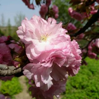 与一朵花对视  ｜小镇的诗