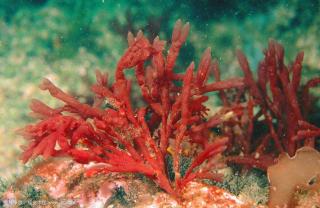 荔枝微课：宝贝能量红海藻产品知识培训