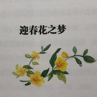 《自然笔记》之《微小的春天》毛芦芦——迎春花之梦