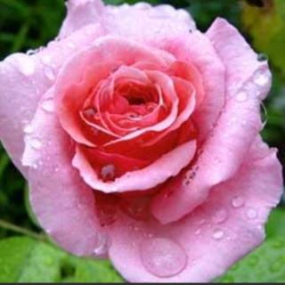 诗歌 春天第一朵玫瑰