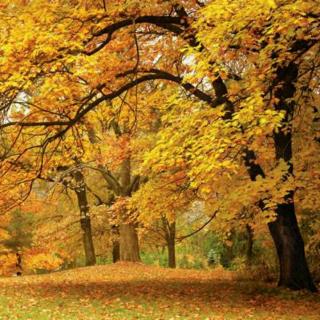 《秋天的一棵树》