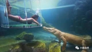 自然故事97:体型最大的爬行动物湾鳄