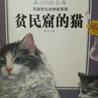 激烈的争夺战（贫民窟的猫）