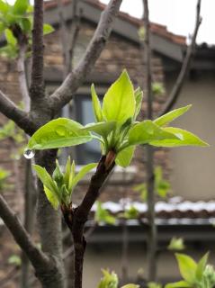 叶嘉莹选古诗词日历（2018年）2月诗词串烧