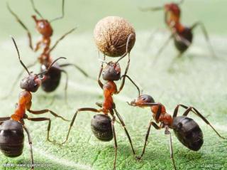 动物世界大百科@蚂蚁，团结力量大。蚂蚁的力量真的很大！