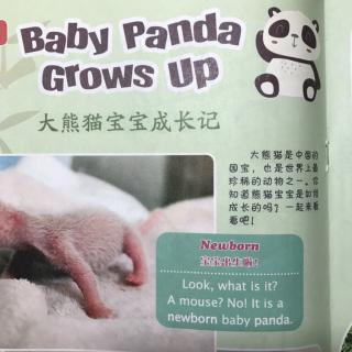 《Baby Panda Grows Up》