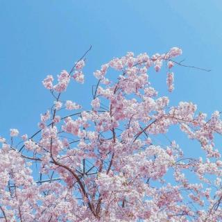 【乐享时光】听，樱花🌸