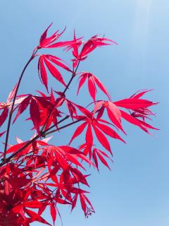 生命之书．六月八日