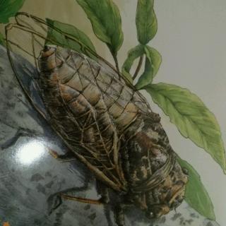《法布尔昆虫绘本》——用生命歌唱的蝉