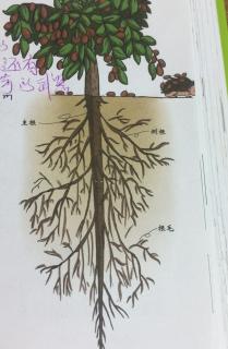 科学故事-植物的根