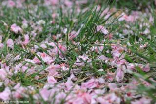 180409《山雨》节选 王统照