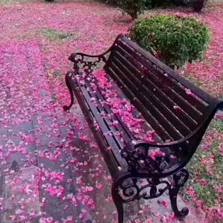 《樱花雨》