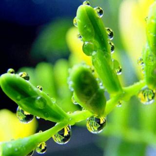 【《露珠》——金子美玲】在线收听_姝妍的电台的播客_荔枝