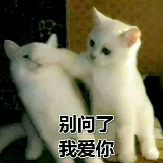 黄葵《诗意樱花》小猫咪