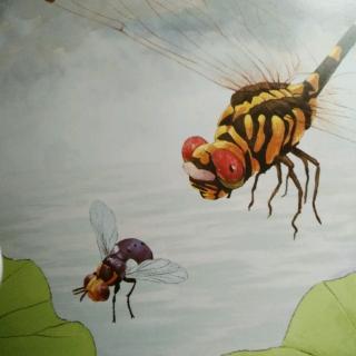 《法布尔昆虫绘本》——闪电飞行员蜻蜓