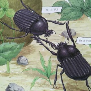 《法布尔昆虫绘本》——团粪高手屎壳郎