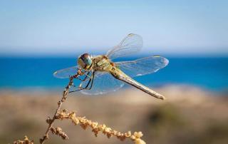 动物世界大百科@水面上的小飞机-蜻蜓