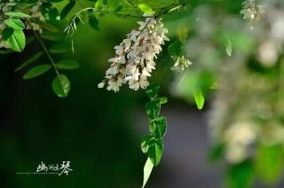 想您，在槐花漫香的时节