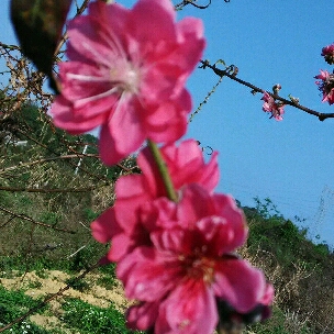 桃花作者风吹罗汉