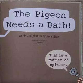 The pigeon needs a bath