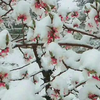 《董家口，篝火随想》

文/安琪，诵读/雨荷