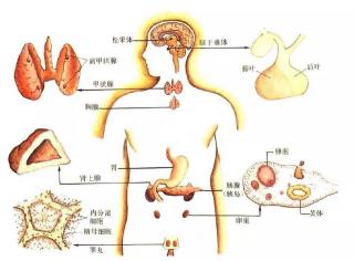 内分泌失调只有女性有吗？