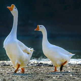 幼儿口才启蒙之《鹅》