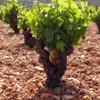 西班牙葡萄酒第8节：阿拉贡产区