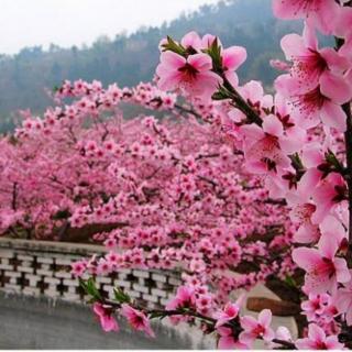 爱   是春天里的那一树繁花【作者/春暖花开  诵读/马界华】