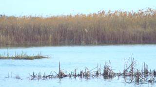 同里湿地 - 芦苇荡的野鸭和鸟群