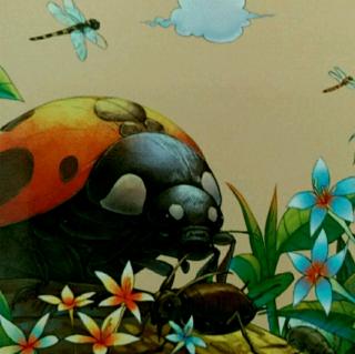 熙熙讲故事2018~133「昆虫记~狼蛛与木匠蜂作战」