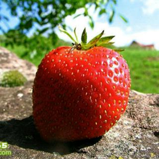 160814一颗草莓