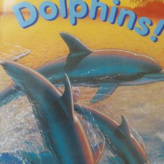 Dolphins!