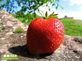 《一颗草莓》