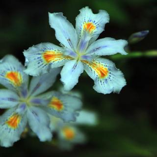 会唱歌的鸢尾花（节选）