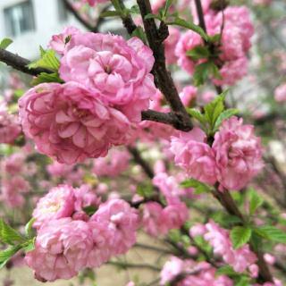 岳博《雨点滴在我心上》诵读:瑛子