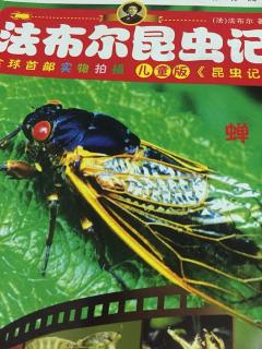 《法布尔昆虫记蝉》66-100