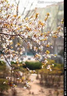 白梨花和粉梨花