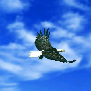 《展翅飞翔的老鹰》