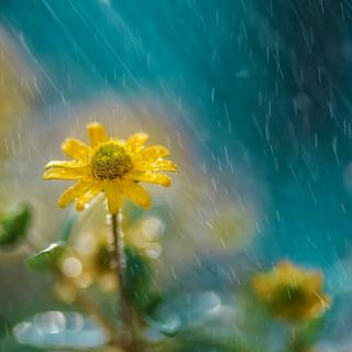 细雨 · Sometimes When It Rains - Secret Garden