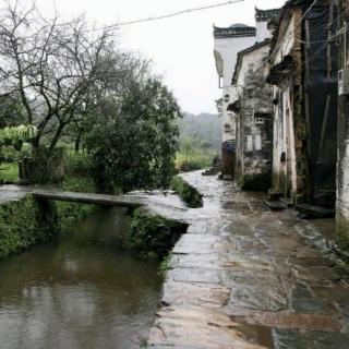 秋枫~雨中遐思