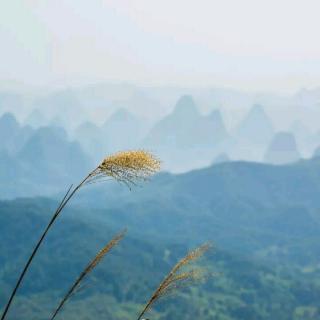 且听风吟，心随花开