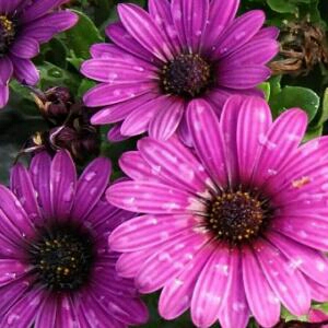 20184月30日高彤冰项链青铜葵花