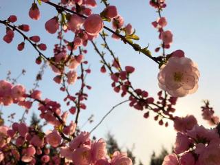 一树桃花（邵应辉）