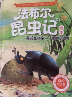法布尔昆虫记-蒂菲粪金龟