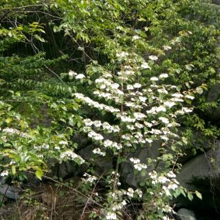 《驿路梨花》